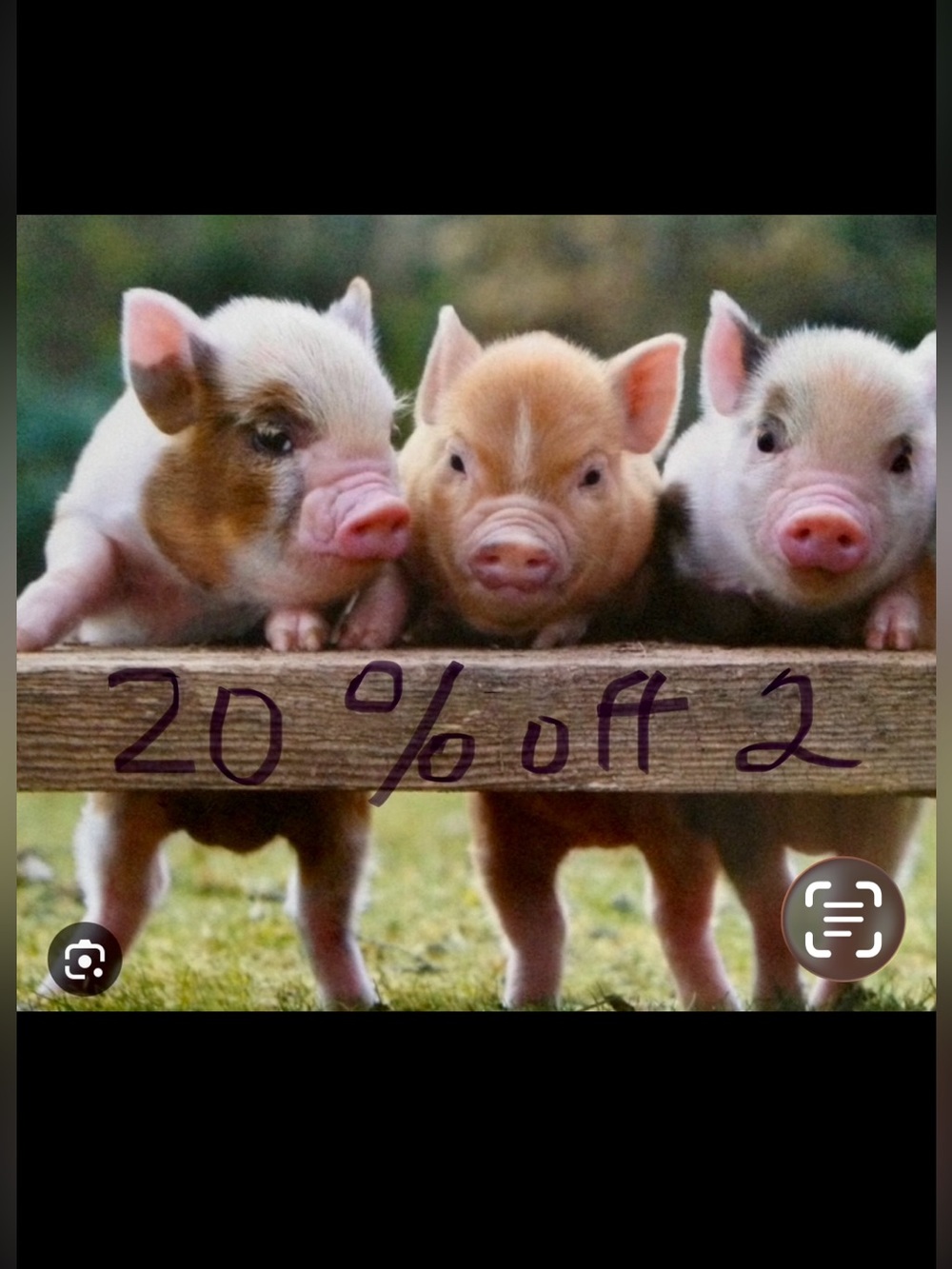 🐷 Bundle & Save 💰🐷